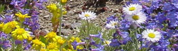 City of Rocks colorful display of Alpine Flora